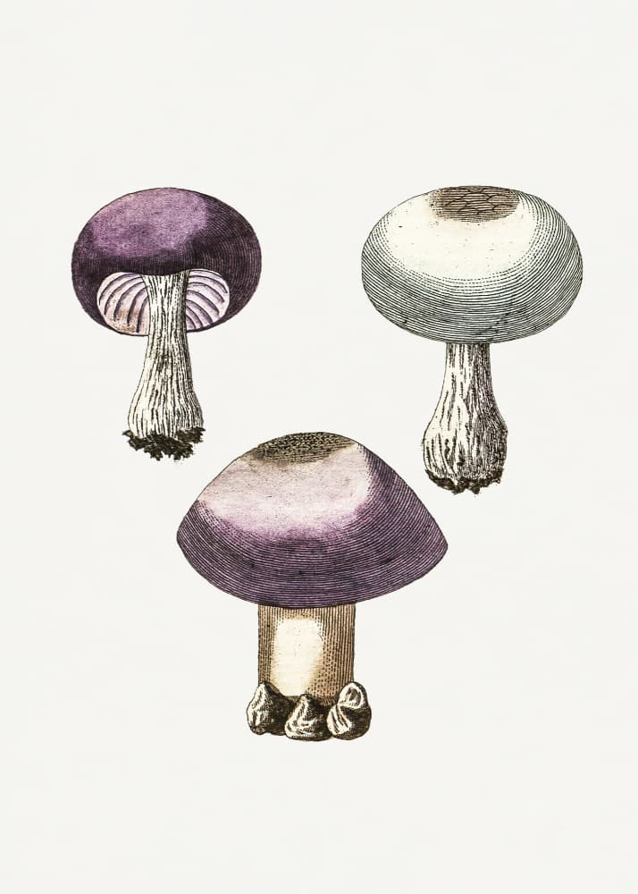 Hand Darwn Violet Webcap Mushroom by Biodiversity Heritage Library — canvas wall art