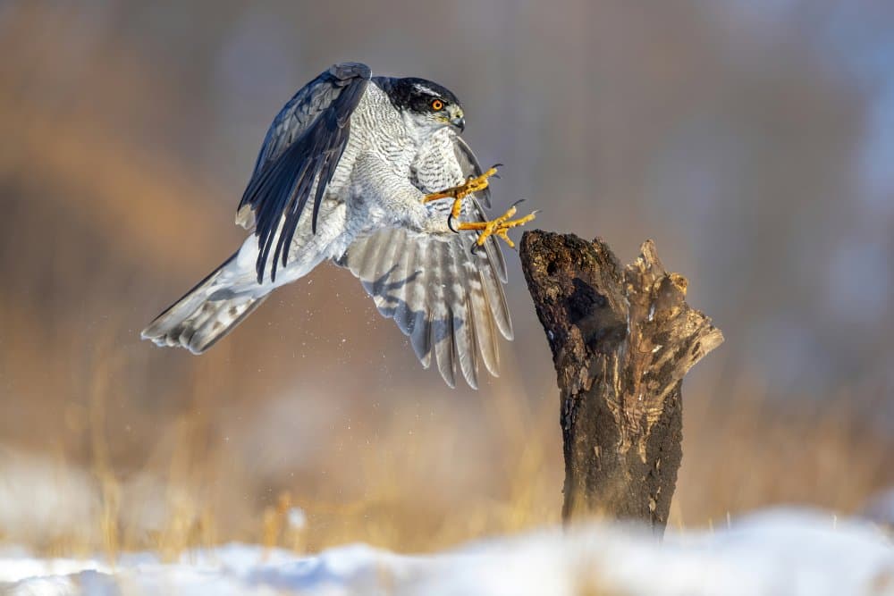 Winter Hawk Landing by Judy Tseng — canvas wall art