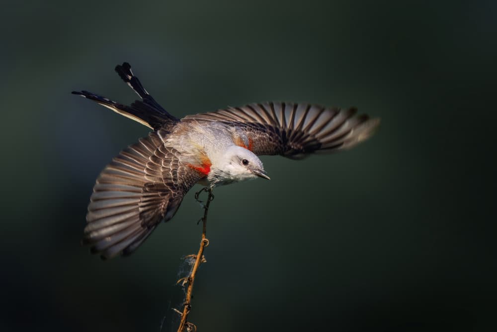 Red Bird in Flight by Qing Zhao — canvas wall art