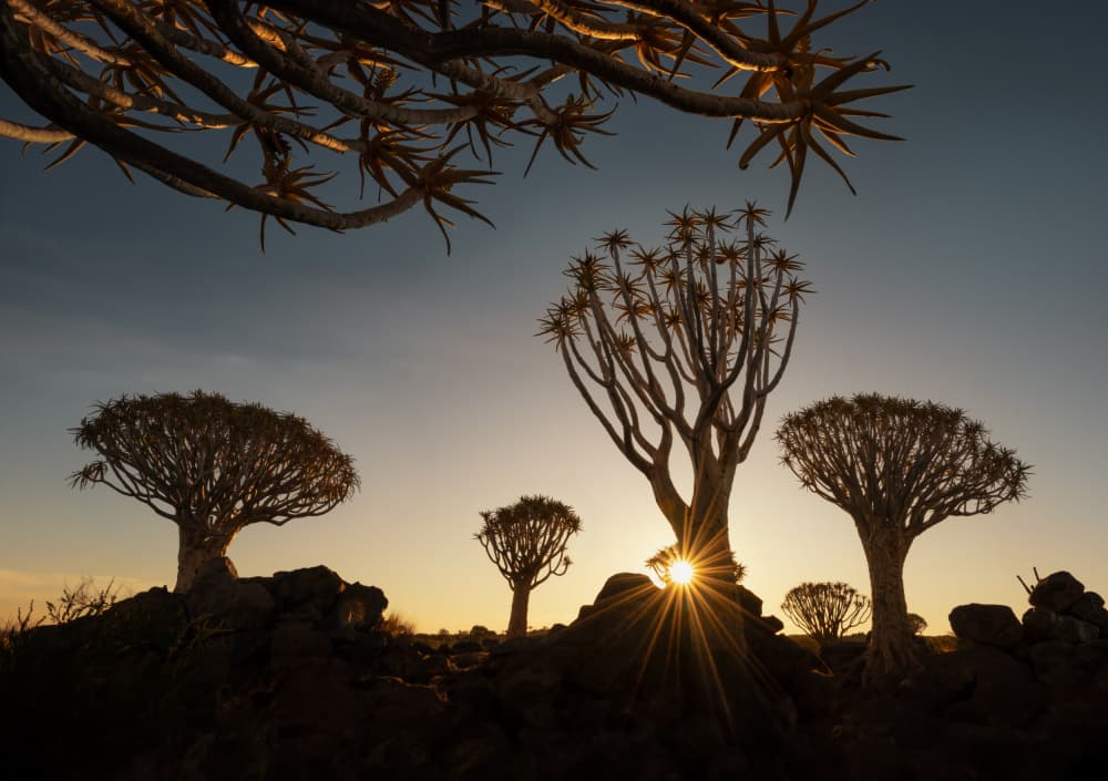 Quiver Trees Sunset Glow by Joan Zhang — canvas wall art