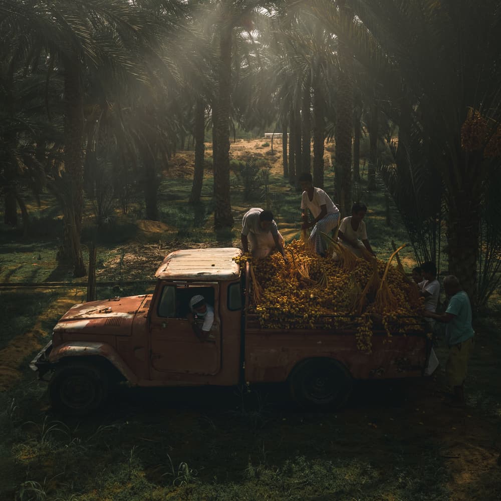 Golden Date Harvest by Haitham AL Farsi — canvas wall art