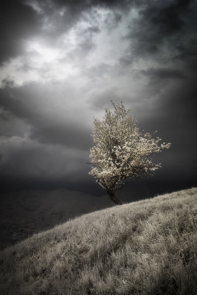 Solitary Blossom Tree by Filippo Manini — canvas wall art