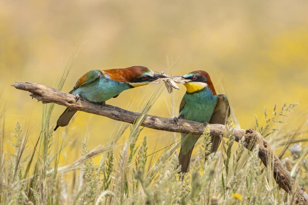 Colorful Birds Share Meal by JUAN CARLOS HERVÁS MARTÍNEZ — canvas wall art