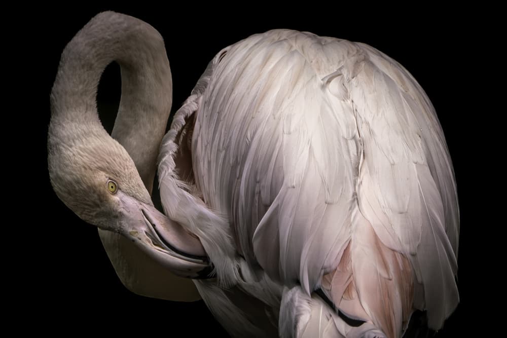 Graceful Flamingo Portrait by Ruth Franke — canvas wall art