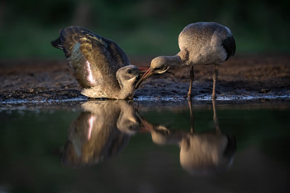 Feeding Birds Reflection by Massimo Felici — canvas wall art
