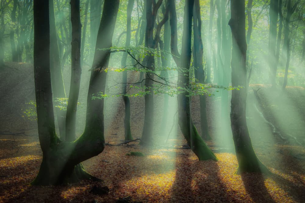 Sunbeams Through Forest Mist by Piet Haaksma — canvas wall art