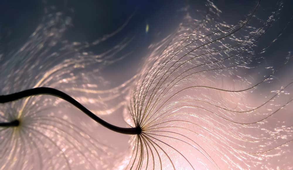 Ethereal Dandelion Seeds by Thierry Dufour — canvas wall art