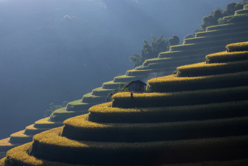 Golden Rice Terraces by Sally Widjaja — canvas wall art