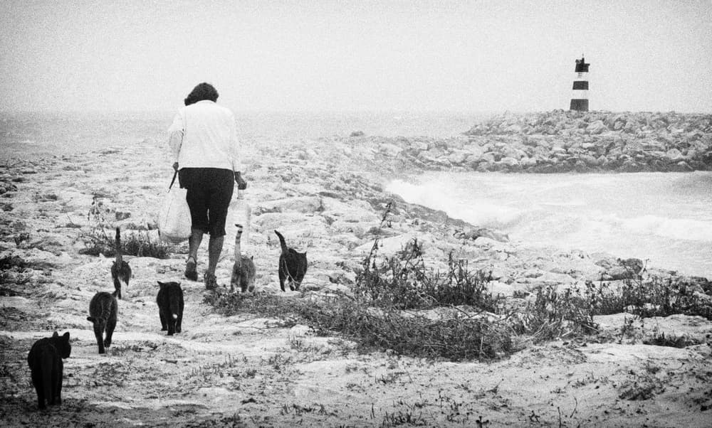 Seaside Stroll with Cats by Nuno Borges — canvas wall art