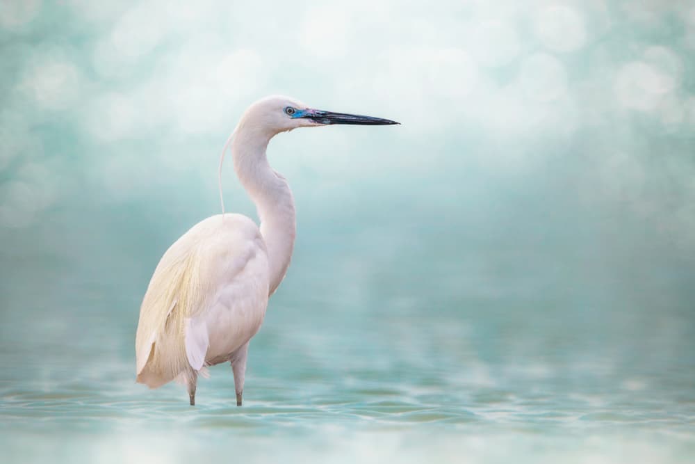 White Egret Blue Water by Sina Pezeshki — canvas wall art