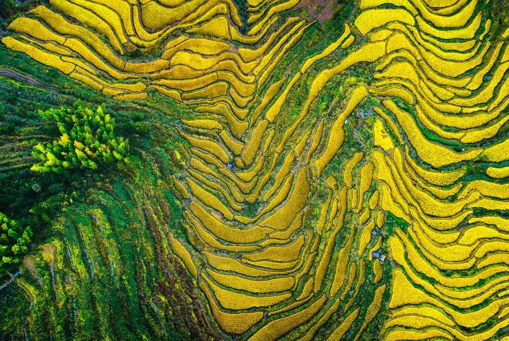 Golden Terraced Fields by Zhou Chengzhou — canvas wall art