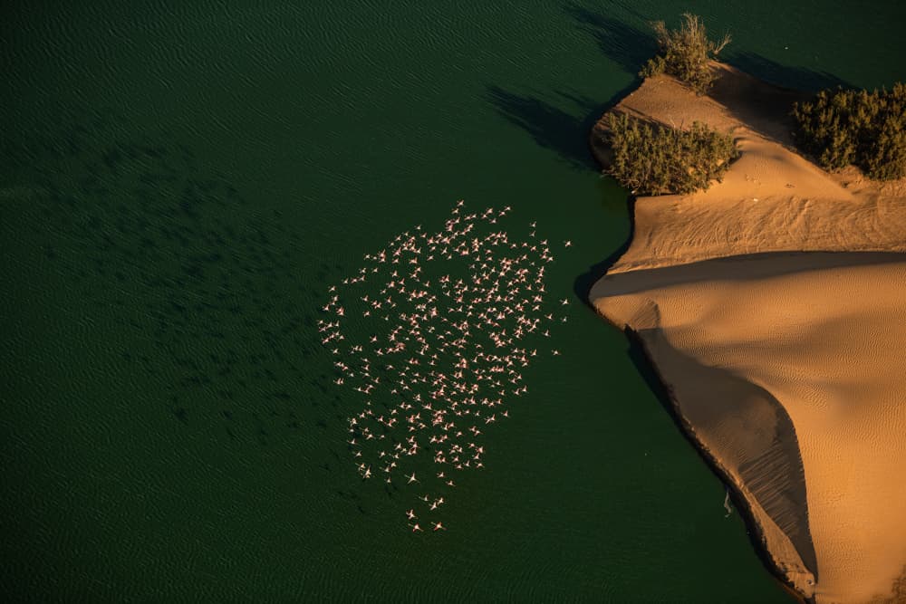 Pink Flamingos Desert Lake by Johan Enslin — canvas wall art