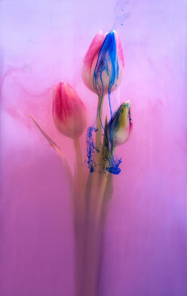 Pink Tulips Blue Ink by Pedro Uranga — canvas wall art