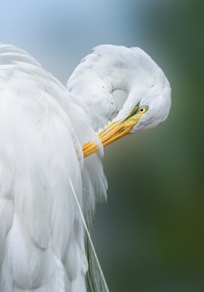 Elegant Egret Preening by Ling  Lu — canvas wall art