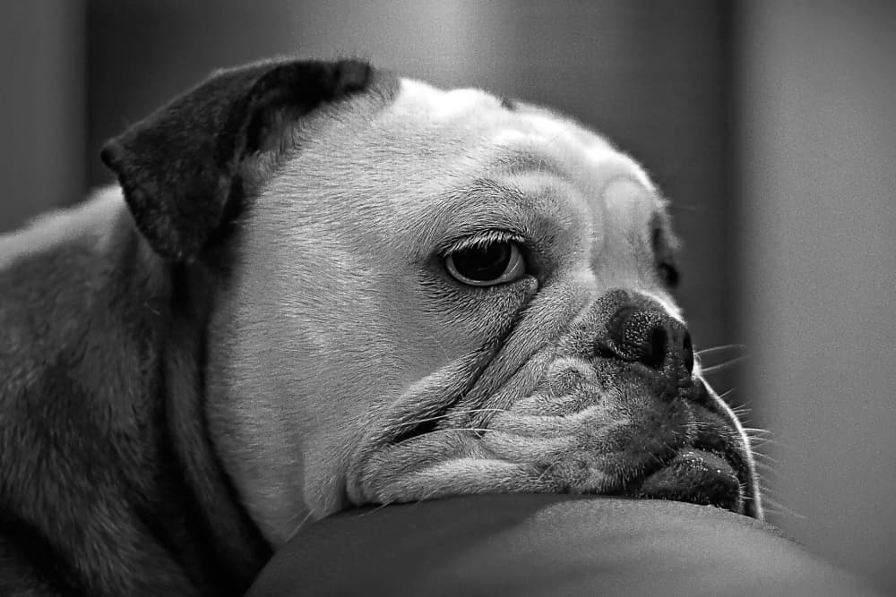 Thoughtful Bulldog Portrait by Miguel Silva — canvas wall art