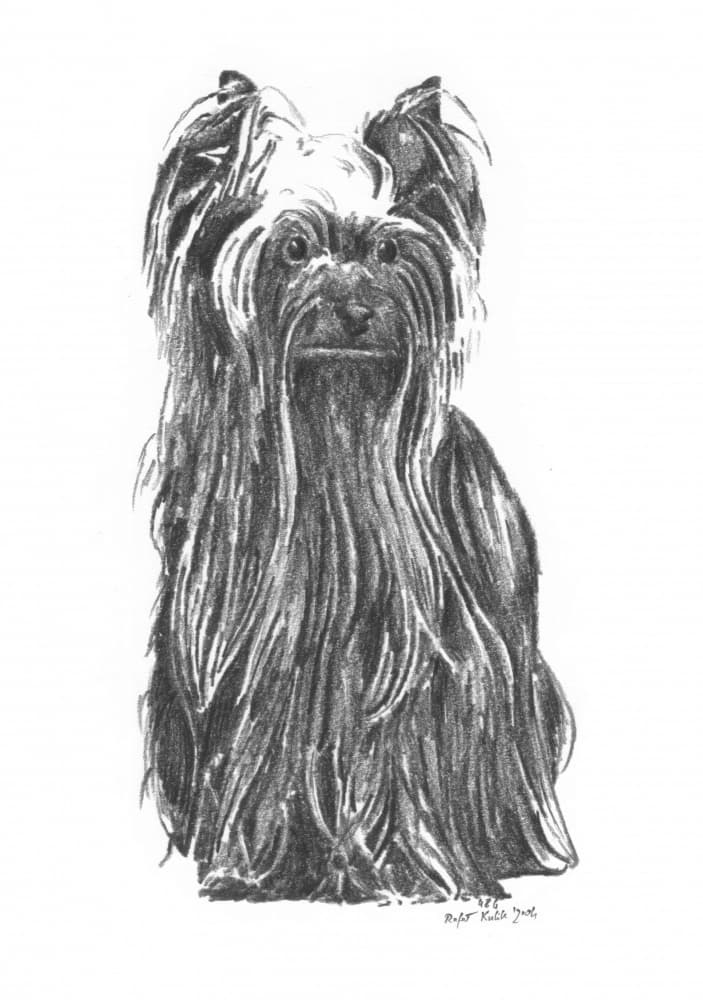 Elegant Yorkshire Terrier by Kulik — canvas wall art