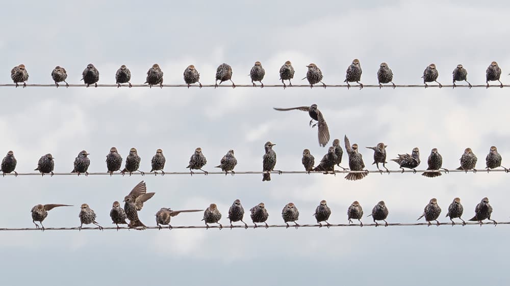 Busy Birds On Wires by alberti Patrick — canvas wall art