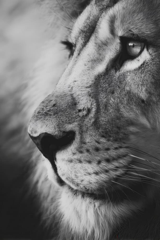 Old lion by Treechild — canvas wall art
