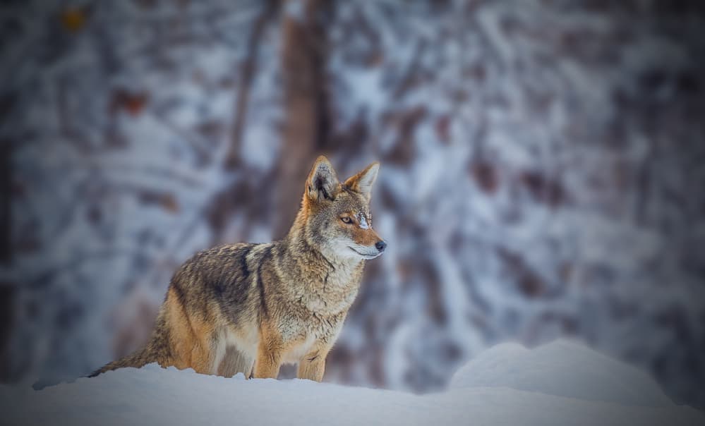 Watchful Winter Coyote by Jenny Qiu — canvas wall art