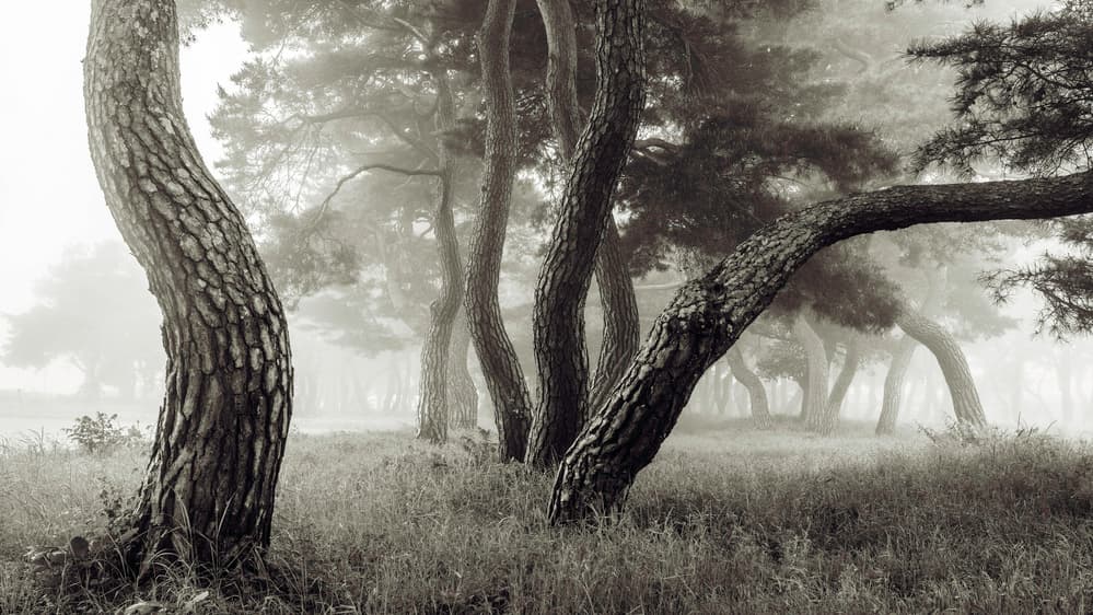 Misty Pine Forest by Shin Woo Ryu — canvas wall art
