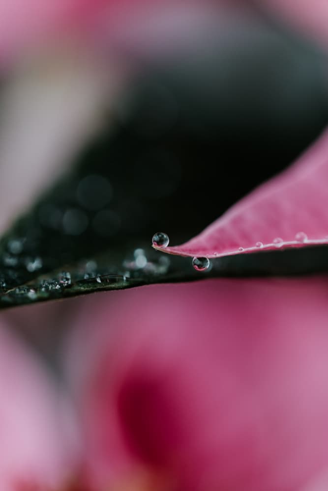 Pink Leaf Droplets by Javier Pardina — canvas wall art
