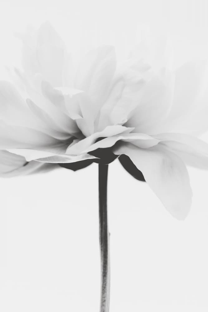 Minimalist White Flower by Magda Izzard — canvas wall art
