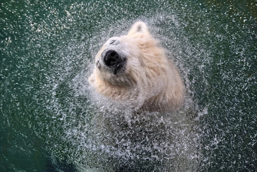 Polar Bear Water Shake by Antje Wenner-Braun — canvas wall art
