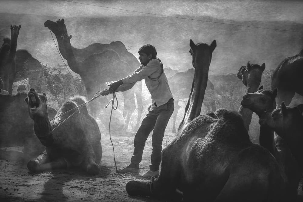 Camel Handler in Desert by Svetlin Yosifov — canvas wall art