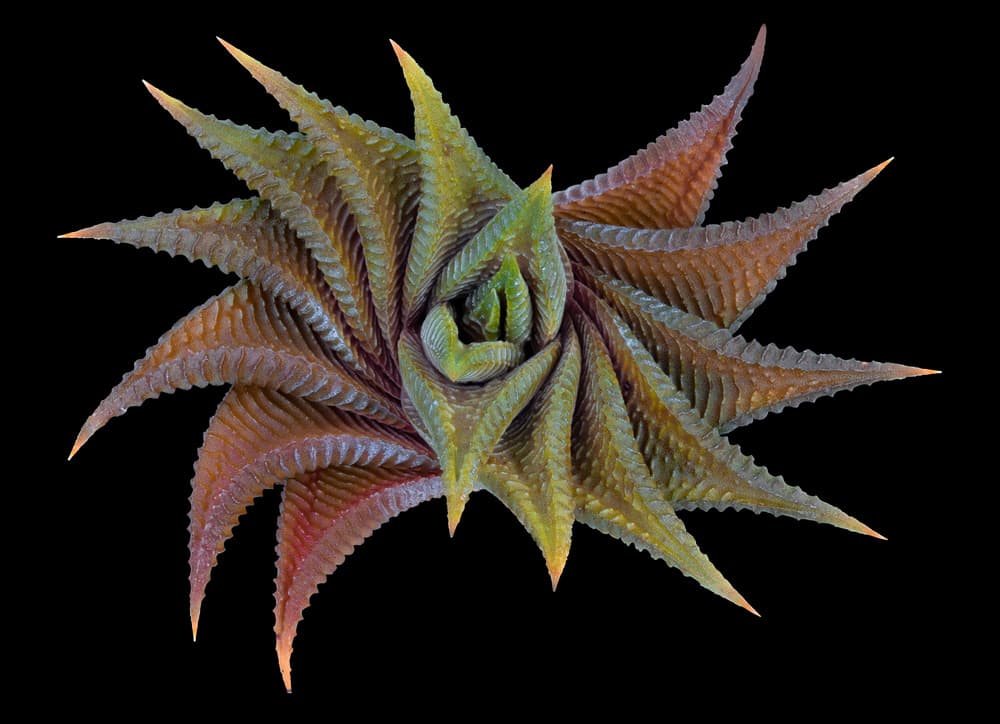 Spiral Succulent Pattern by Victor Mozqueda — canvas wall art
