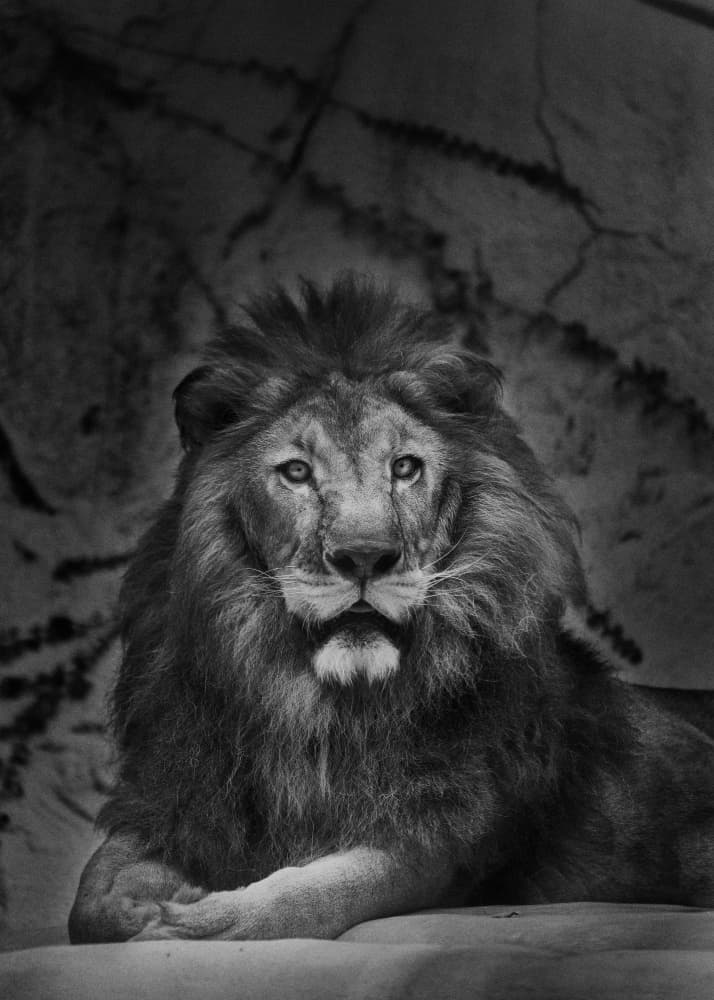 Regal Lion Portrait by Kaisyakuji Yushi — canvas wall art