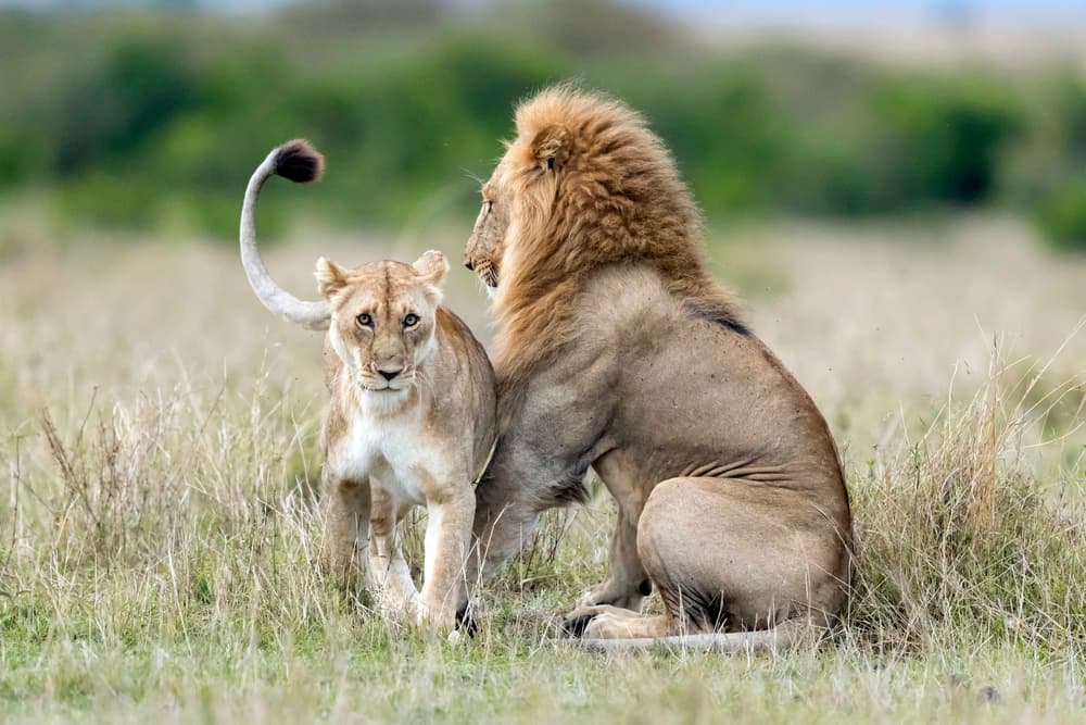Lion and Lioness Gaze by Roshkumar — canvas wall art