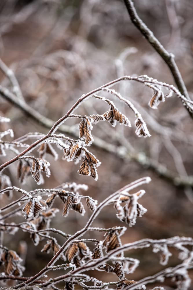 Winter Branches 18 by Mareike Böhmer — canvas wall art