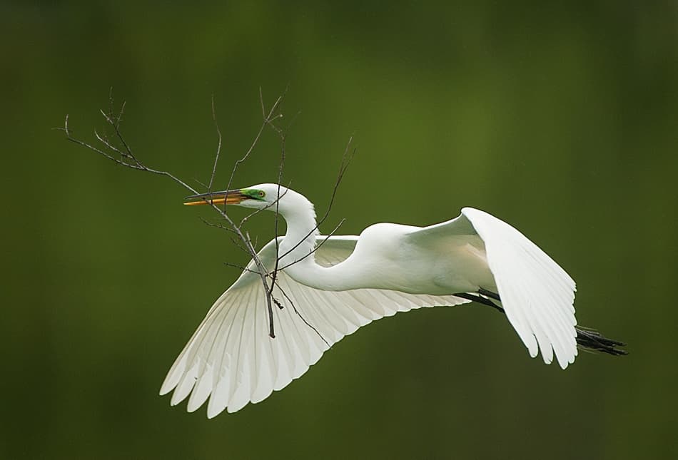 Graceful Egret Flight by Fabiola Forns — canvas wall art