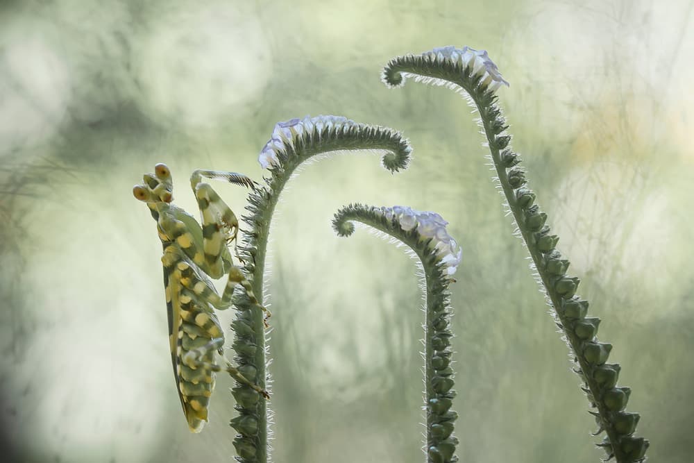 Mantis on Unfurling Fern by Abdul Gapur Dayak — canvas wall art