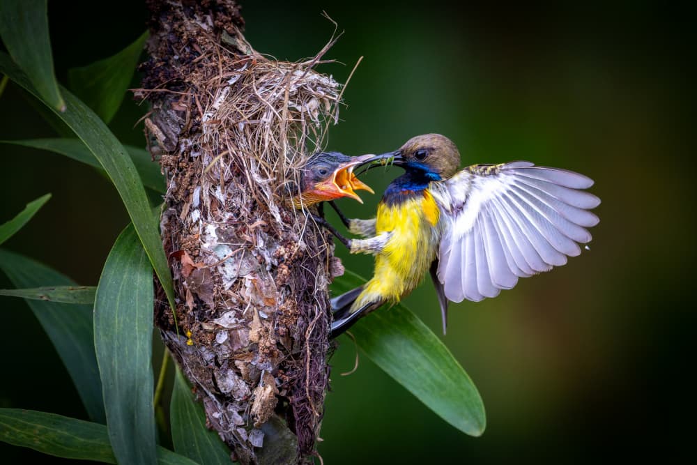 Tropical Sunbird Feeds Chick by HuongHoang — canvas wall art