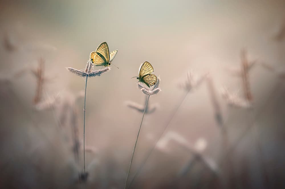 Serene Butterflies Perched by Edy Pamungkas — canvas wall art
