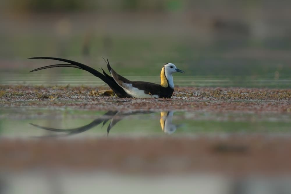 Pheasant-tailed Jacana Reflection by Rajat Dhesi — canvas wall art