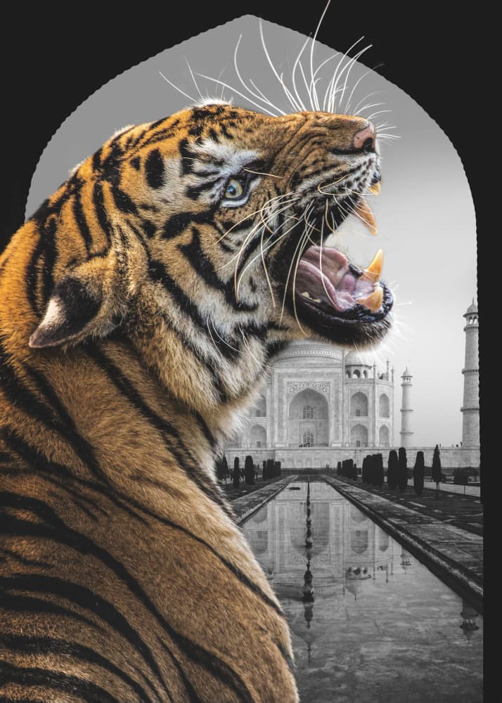 Majestic Tiger Taj Mahal by Fadil Roze — canvas wall art