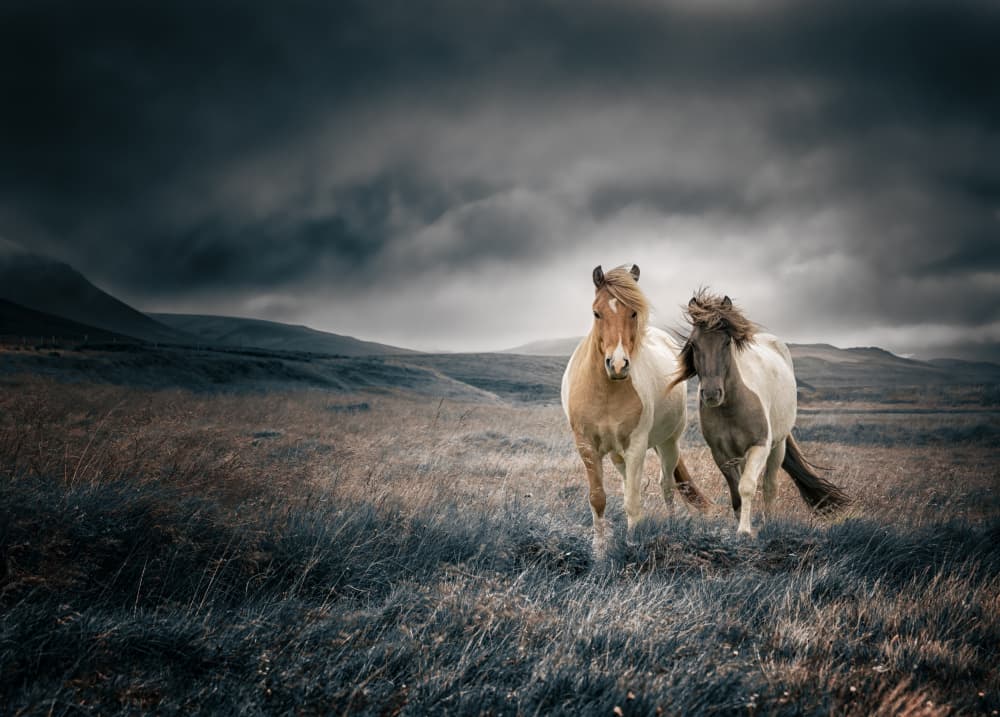 Wild Horses Stormy Sky by Shi &amp Wei — canvas wall art
