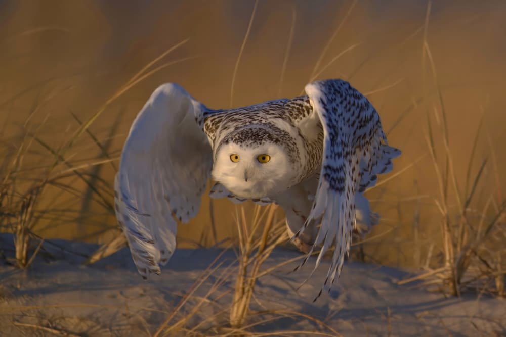 Snowy Owl in Flight by Gavin Lam — canvas wall art
