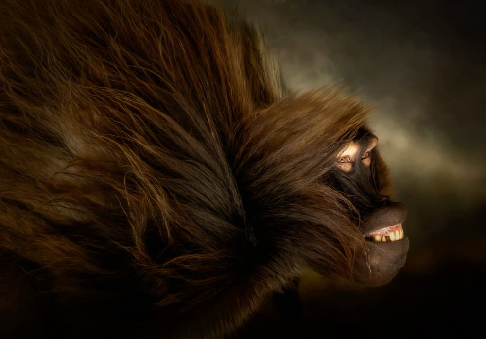 Wild Baboon Profile by Barbara Fletcher — canvas wall art