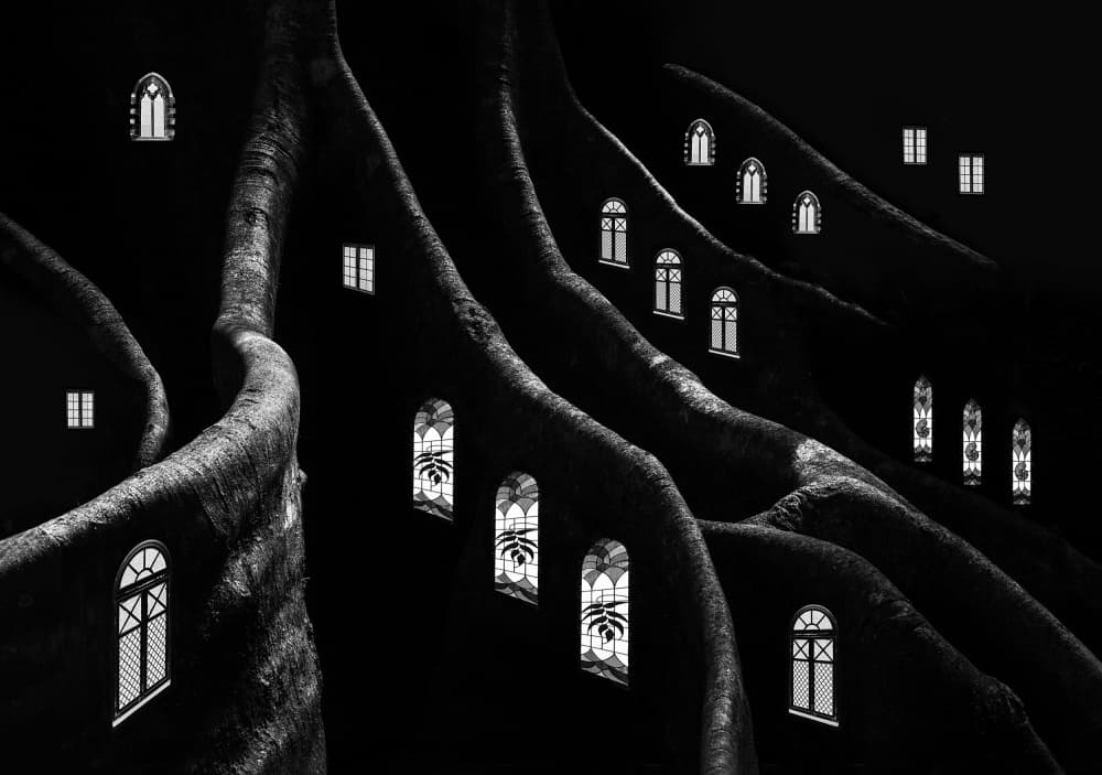 Mysterious Root Dwellings by Jacqueline Hammer — canvas wall art