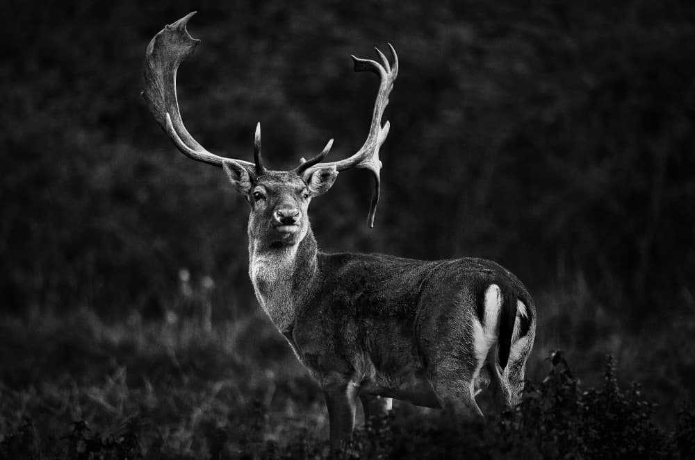 Majestic Black Stag by Riccardo Mazzoni — canvas wall art