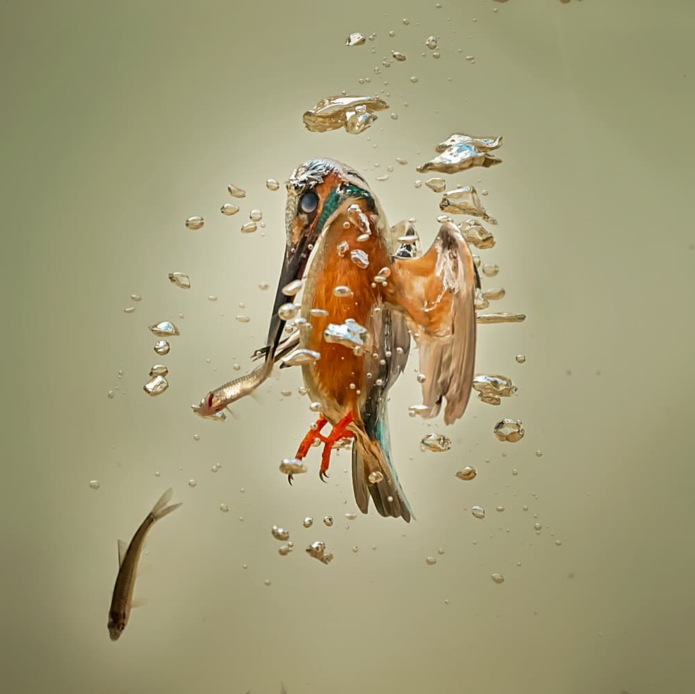 Vibrant Kingfisher Catch by Annie Poreider — canvas wall art