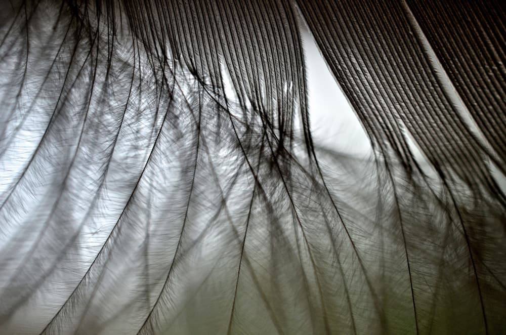 Delicate Black Feathers by Mike Melnotte — canvas wall art