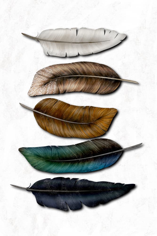 Colorful Feather Collection by EMELIEmaria — canvas wall art