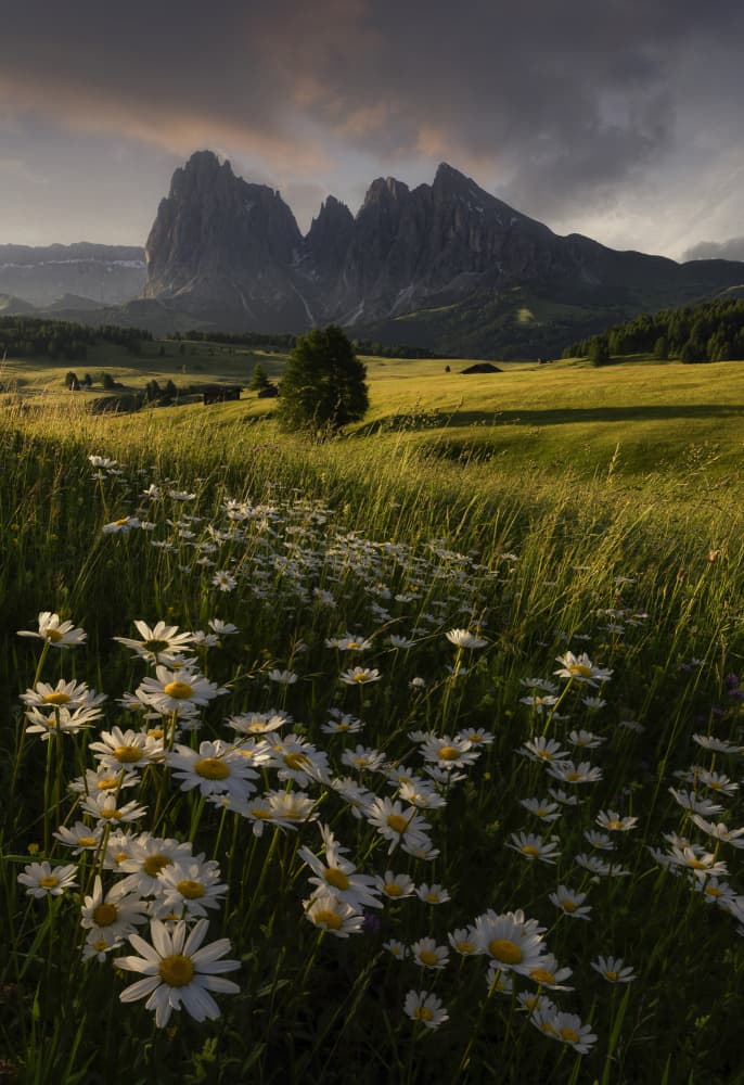 Dolomites Daisy Meadow by Tom Meier — canvas wall art