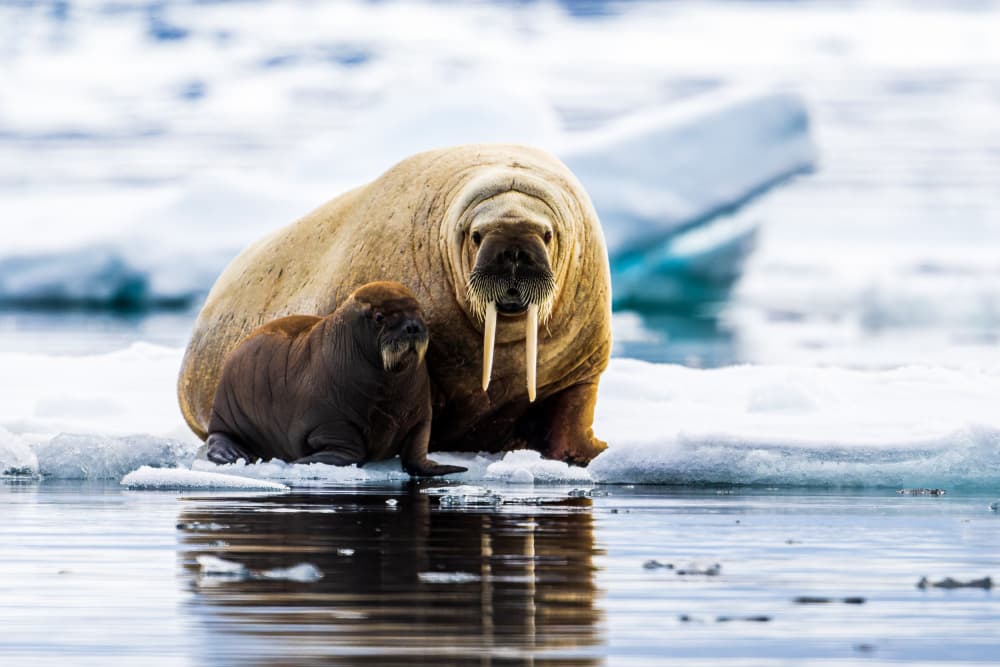 Mother Walrus and Calf by Wyn Lewis-Bevan — canvas wall art