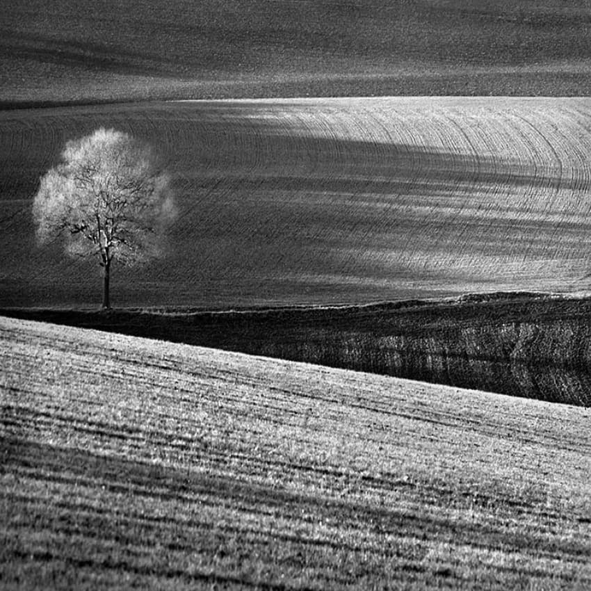 Solitary Tree Fields by Clive Collie — canvas wall art