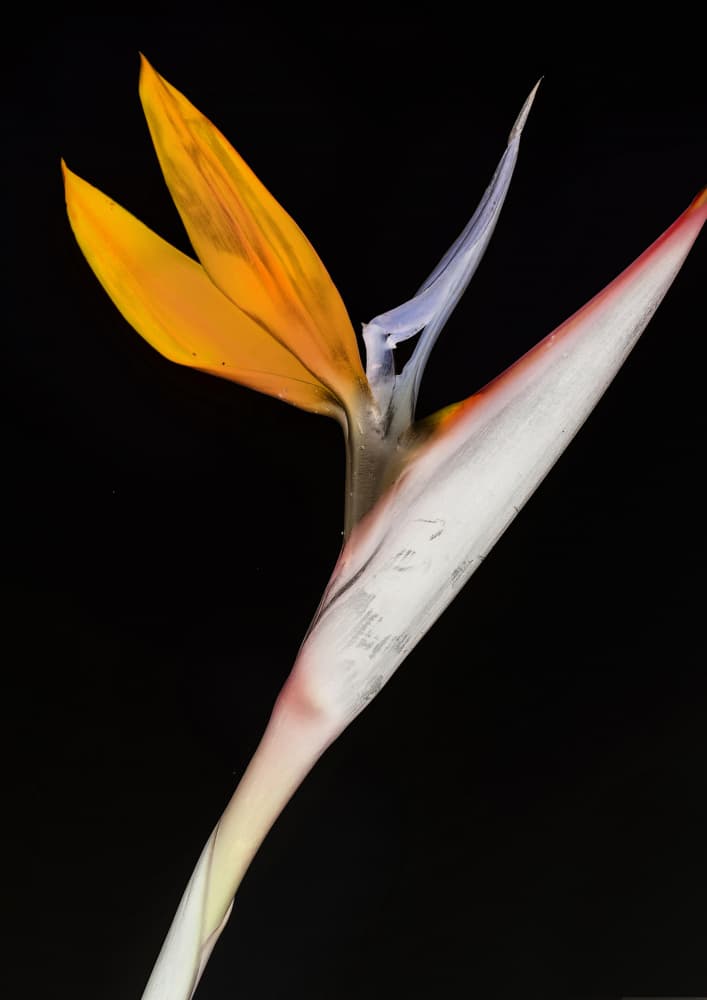 Bird of Paradise by Shot by Clint — canvas wall art